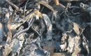 Stainless Steel Scrap